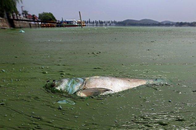 20. Son olarak bu kareye de Wuhan'da alglerle dolmuş bir gölde, cansız bir balık konuk oluyor..