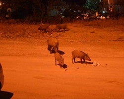 Tunceli'de Aç Kalan Yaban Domuzlarını Vatandaşlar Besliyor