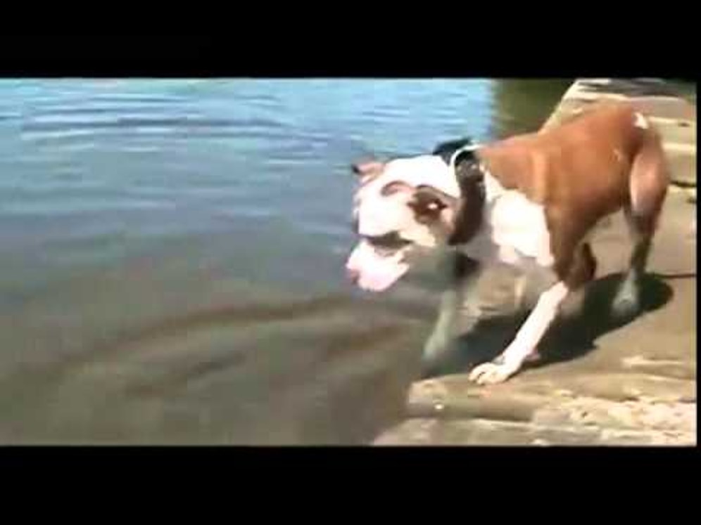 Köpeğin Sudaki Taşla İmtihanı