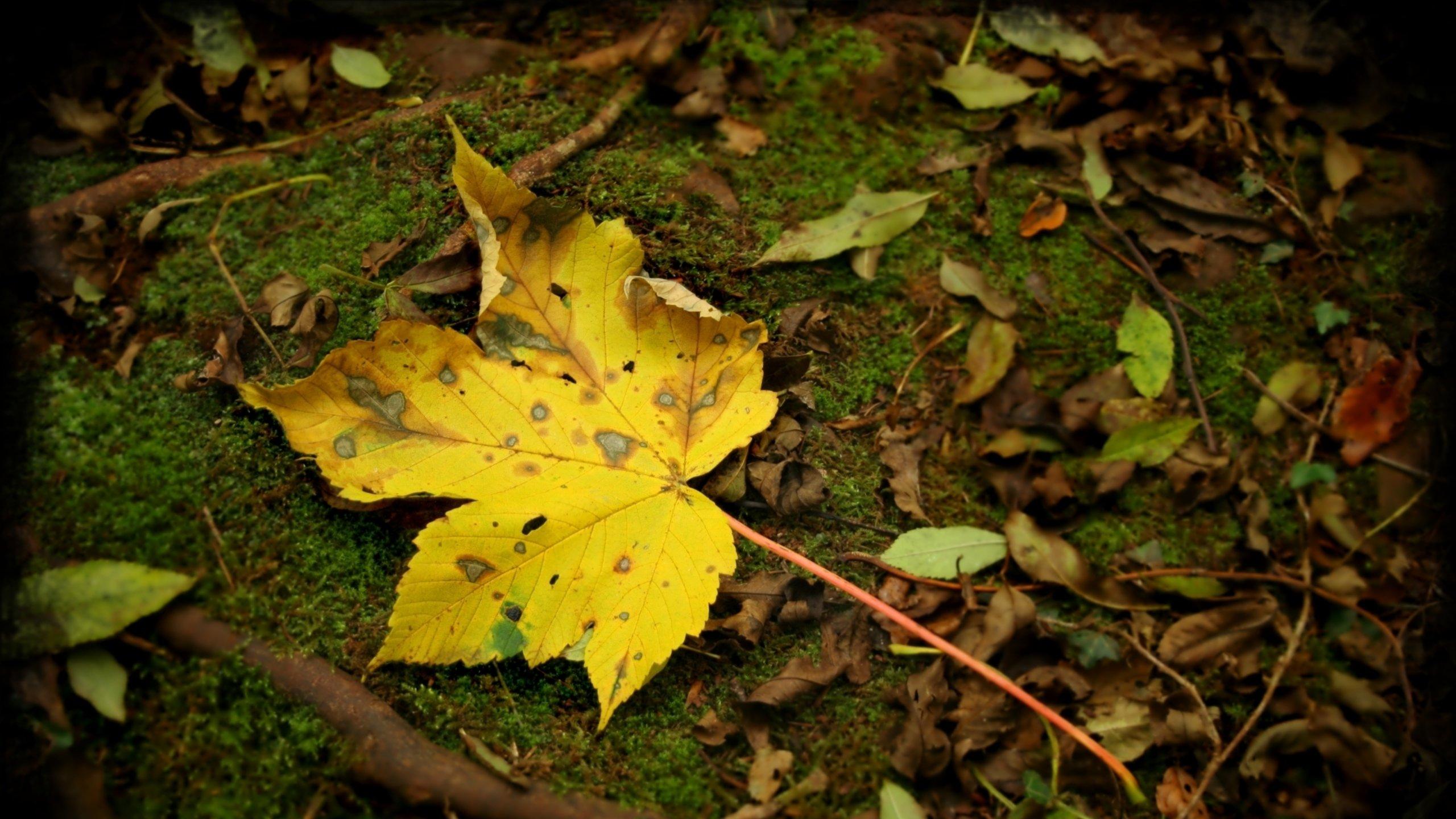 Листья осень на земле скачать