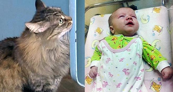 Kahraman Kedi Bebeği Ölümden Kurtardı