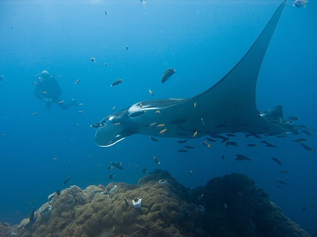 Manta Vatozu