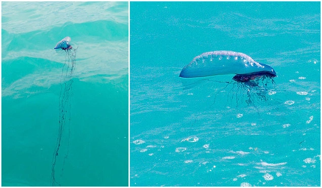 Portuguese Man-Of-War