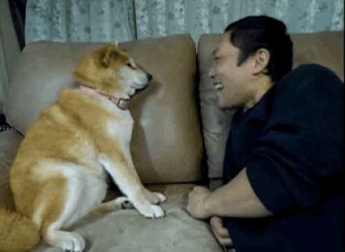 Ama köpekler Japonları pek sevmiyor sanırım