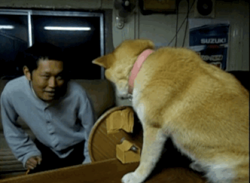 Ama köpekler Japonları pek sevmiyor sanırım