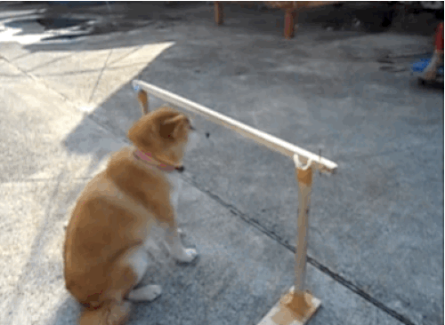 Ama köpekler Japonları pek sevmiyor sanırım