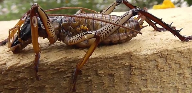 1. Weta