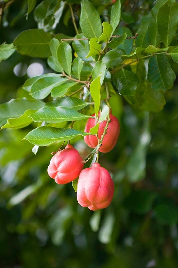 9. Jameika’da Ackee Meyvesi’nin tadına bakın, olgunlaşmamışları yemeyin, ölümcüldür