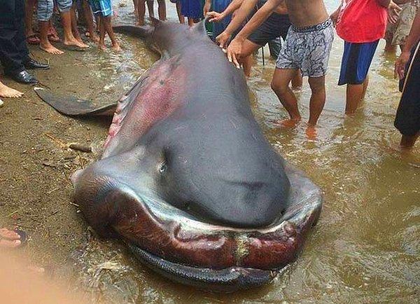 1. Balıkçılar köpekbalığını yakaladıklarında, bu hayvanın boyutları yüzünden dehşete kapıldılar.