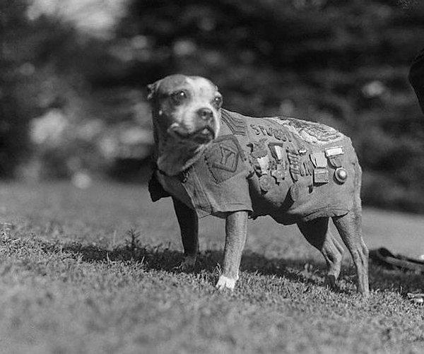 9. Amerikan Ordusunun İlk Savaş Köpeği Çavuş Stubby Yıl 1918