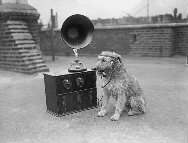 16. Radyo Yayınlarını Düzenli Takip Eden Köpek Yıl 1929