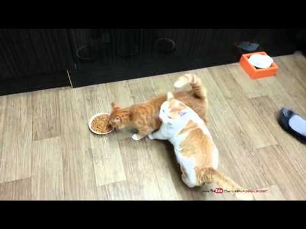 Yemek Paylaşma Konusunda Aşırı Cimri Olan Kedi