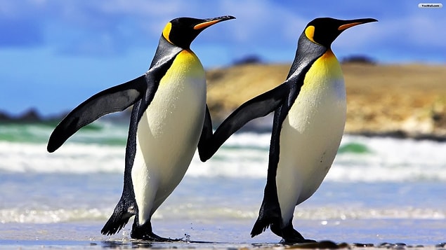 Ya da İmparator Penguenleri