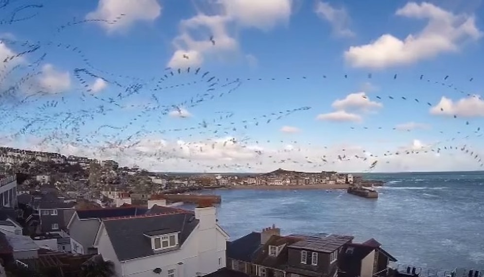 Martıların Hipnotize Edici Uçuş Rotaları