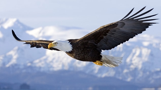 9. Aigle