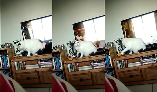 Yaramazlık Yapacakken Sahibinin Uyarısı ile Bir Anda Geri Vites Yapan Kedi