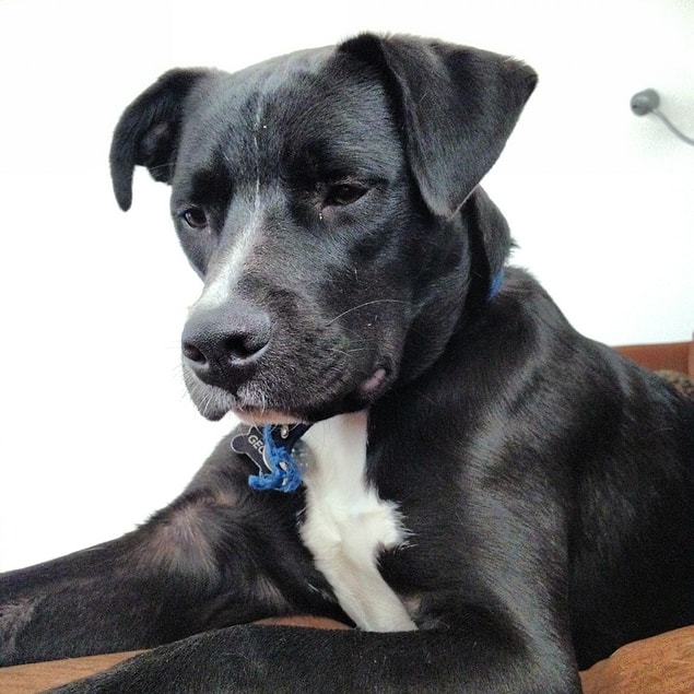2. Pitbull - Labrador Karışımı "Chief"