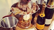 18 Fotoğrafla Instagram'ın Zengin Köpekleri