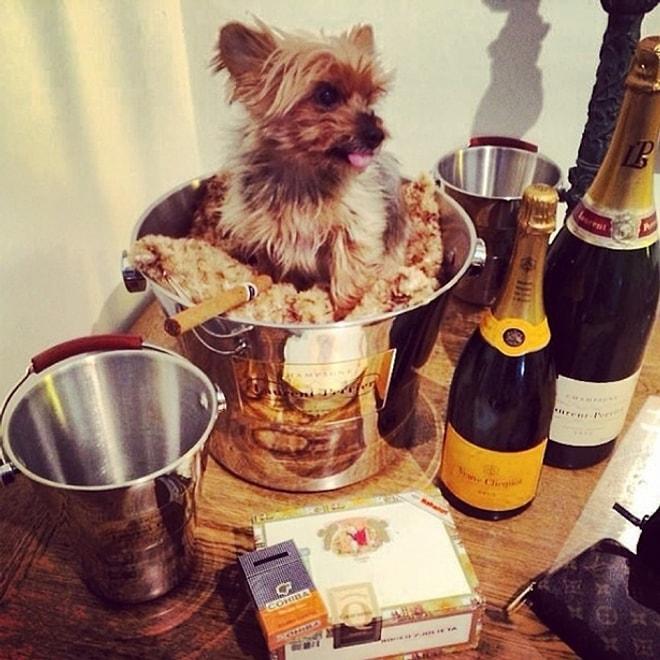 18 Fotoğrafla Instagram'ın Zengin Köpekleri