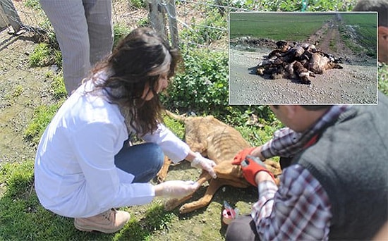 '84 Sokak Köpeği Zehirlenerek Değil, Havasızlıktan Öldü'