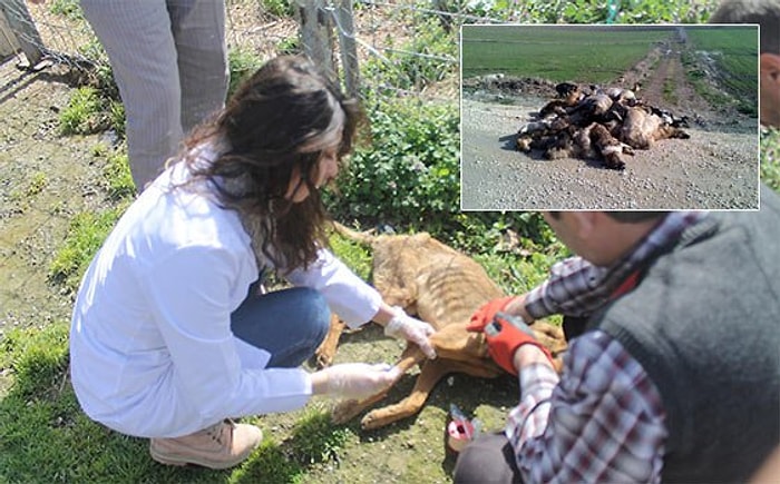 '84 Sokak Köpeği Zehirlenerek Değil, Havasızlıktan Öldü'