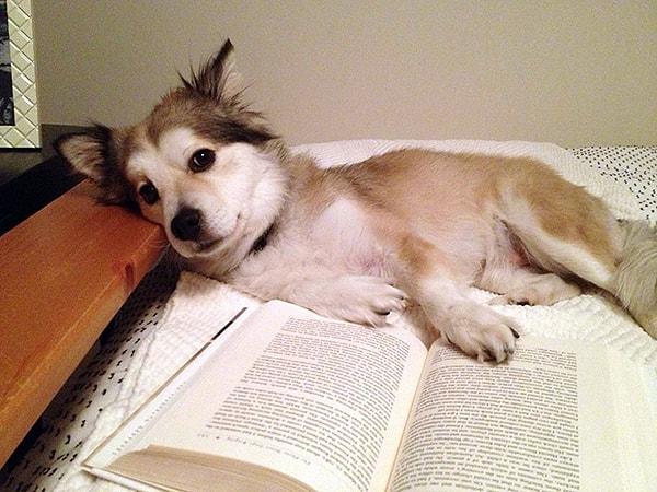 16. "Benim gibi dünya tatlısı bi köpekle oynamak varken kitap okuyorsun ya pes"