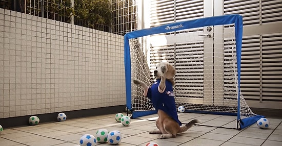 Çoğu İnsandan Daha İyi Kalecilik Yapan Sevimli Köpek