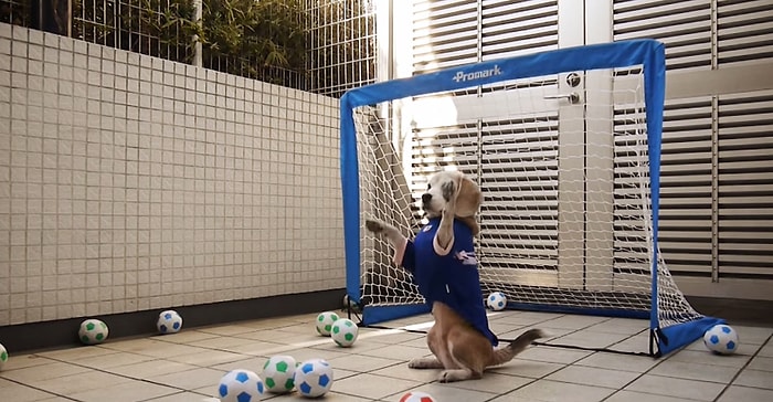 Çoğu İnsandan Daha İyi Kalecilik Yapan Sevimli Köpek