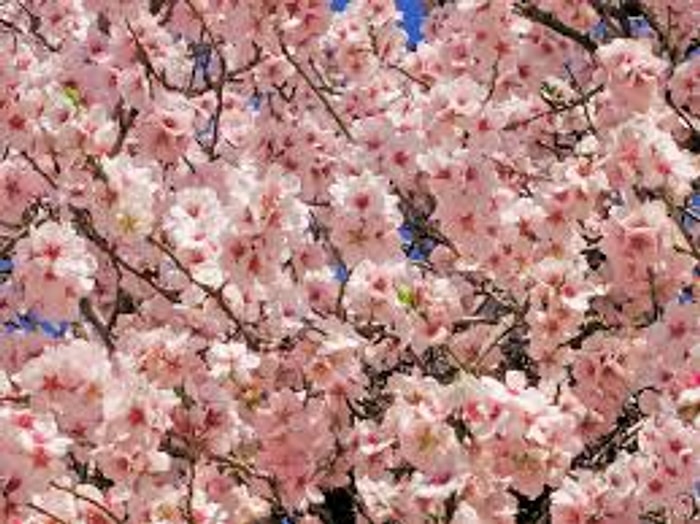 Baharın Yavaş Yavaş Geldiğinin 15 Kanıtı