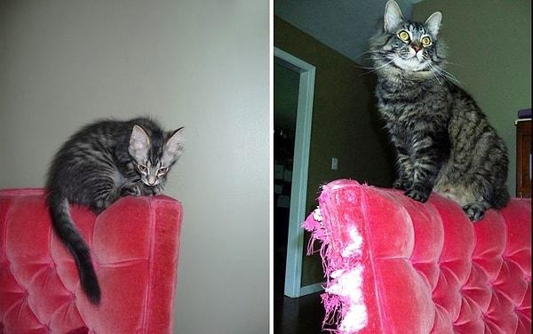 10. 1 yılda değişen sadece kedi değil, koltuk da hayli değişmiş.