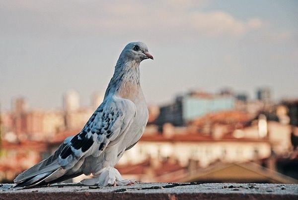 İtalya'da Güvercin Beslemek Yasak