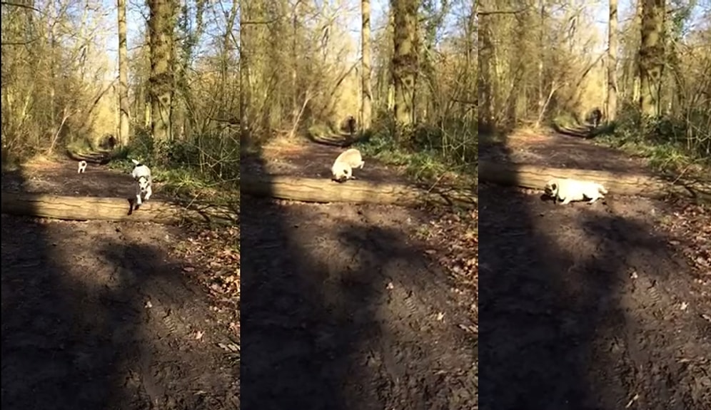 Atlama Konusunda Beceriksizliğinin Bedelini Ağır Ödeyen Köpek