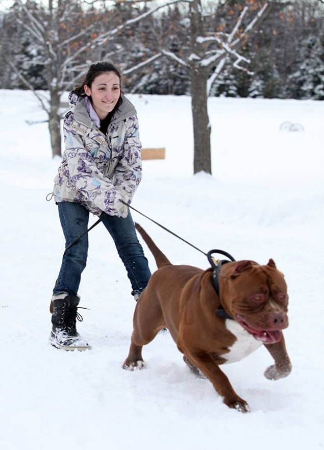 Ayrıca sahipleri, profesyonel bekçi köpeği eğitmenleri ve yetiştiricisi.