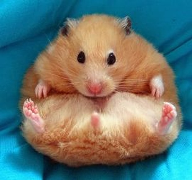 Hamster
