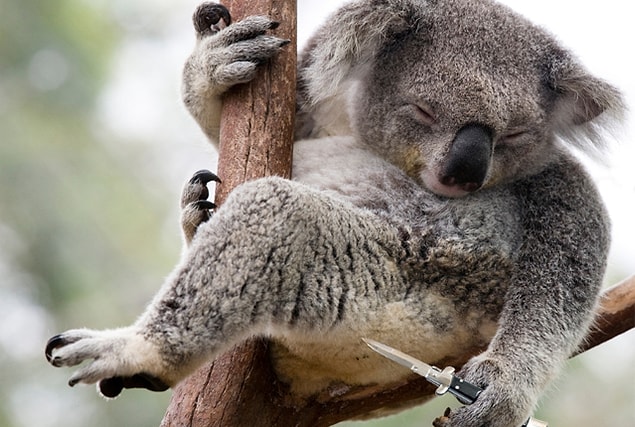 1. Koala