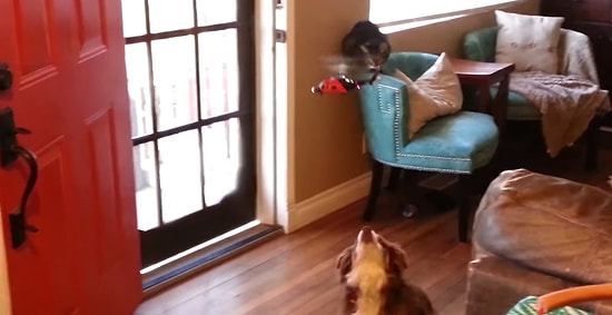 Köpeğin Oyuncak Helikopter ile İmtihanı