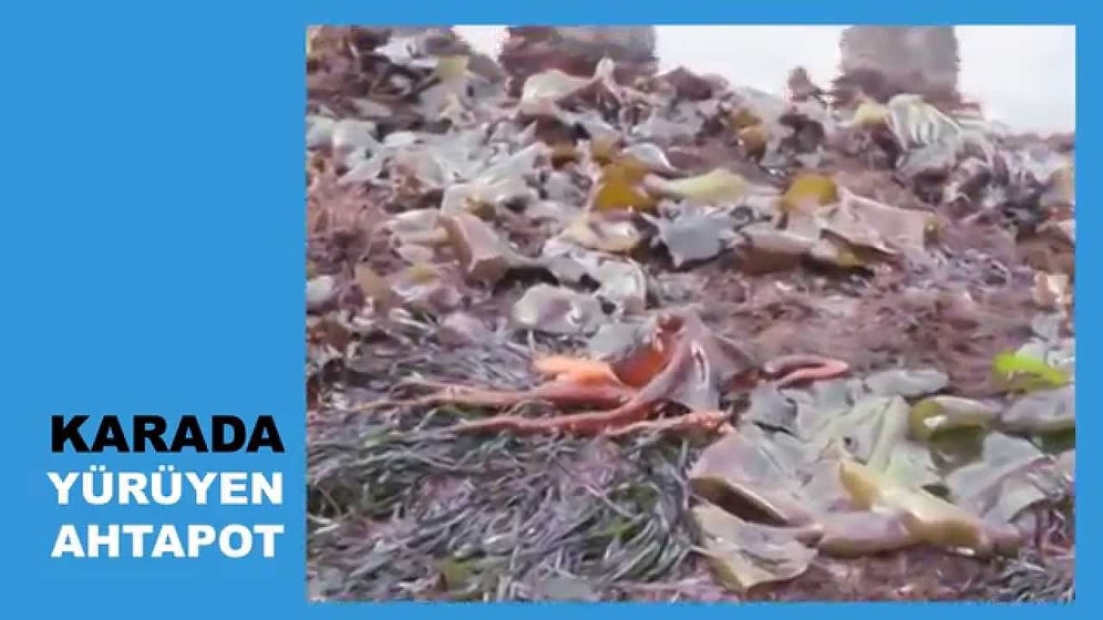 Evrim Geçirmesi An Meselesi Olan Hayvanlar