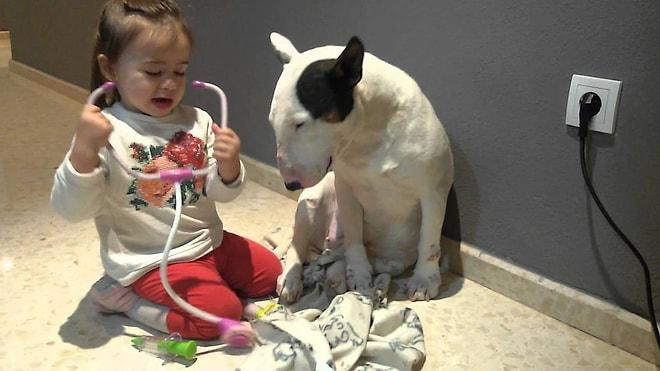 Doktorculuk Oynayan Küçük Kız ve Büyük Bir Sabırla Tedavi Olan Köpek