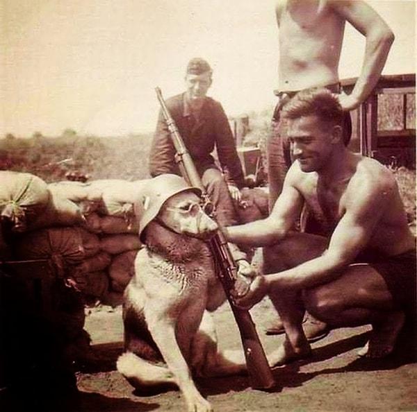 28. Alman askeri tarafından poz vermesi sağlanan köpek, 1940.