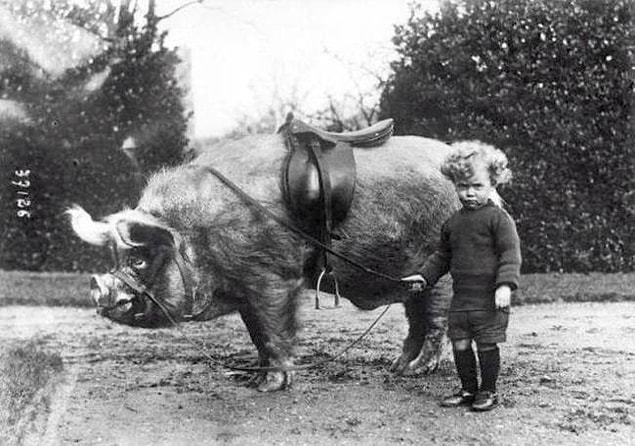 13. Domuz süren çocuğun bineğiyle birlikte fotoğrafı, 1930'lar.