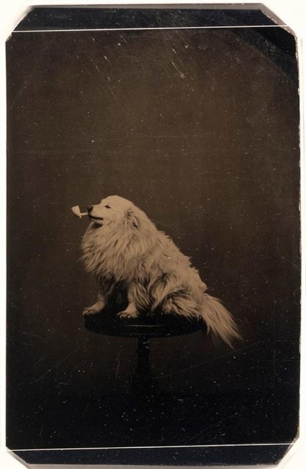 16. Pipoyla poz veren köpek, 1875.