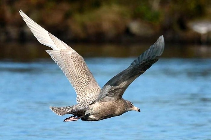 Kutup Martısı'nın 140 Yıl Sonra Görüldüğü Bölgeye İş Makineleri Girdi
