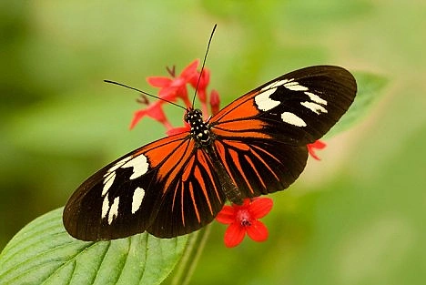 İngilizcede butterfly kelebek anlamına geliyor. Butter tereyağı demek, fly da uçmak anlamında, o zaman kelebekler uçantereyağları mıdır?