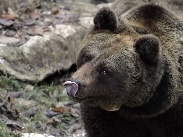 6. Rusya'daki müptela ayılar.