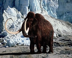 Mamut Klonlama Çalışması Başladı
