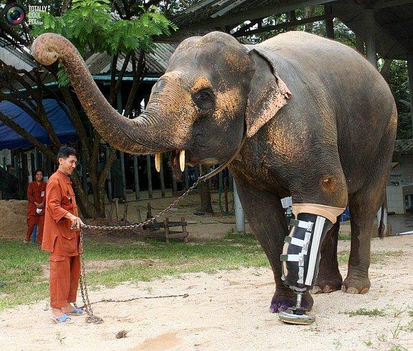 4. 48 yaşındaki fil Motala kendisi için tasarlanan bacağı keyifle deniyor