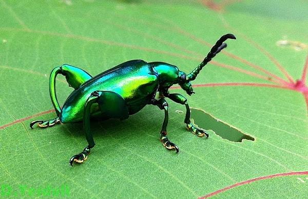 1. Kurbağa bacaklı yaprak böceği
