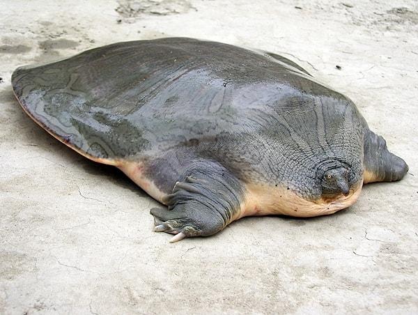 4. Yumuşak kabuklu cantor kaplumbağası