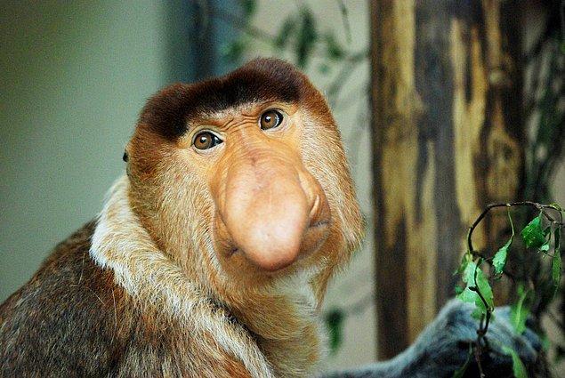 13. Proboscis Monkey