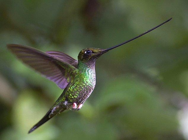 20. Sword-billed Hummingbird